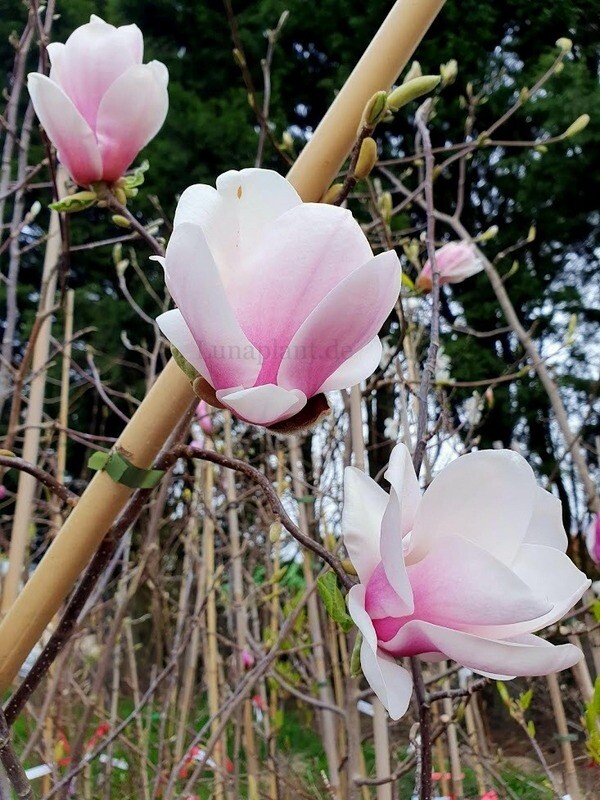 Magnolia 'Contessa' - weiß-rosa Frühlingsblüten an jungem Leittrieb, Nahaufnahme, aufgenommen in der Lunaplant-Baumschule.
