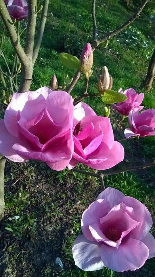 Magnolia 'Advance' -  50/75cm - Leittrieb