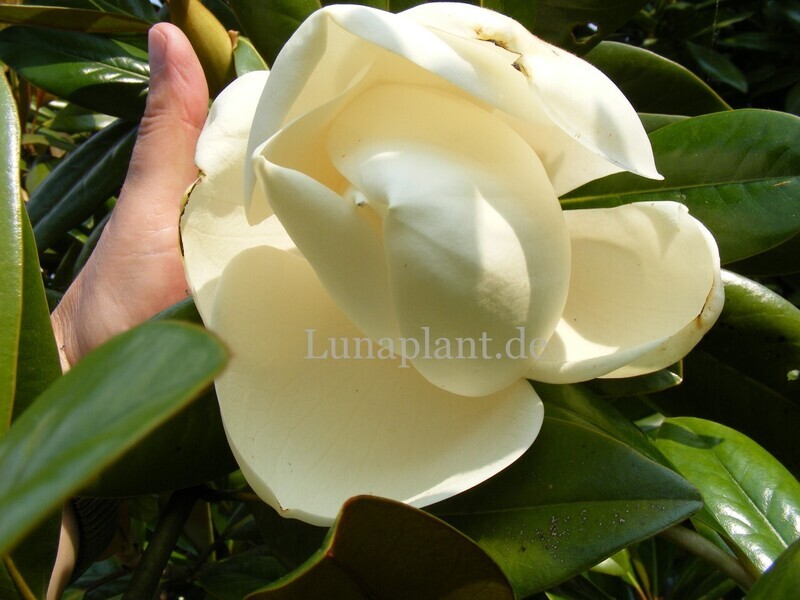 Magnolia grandiflora 'Exmouth' - 150/175cm - Leittrieb