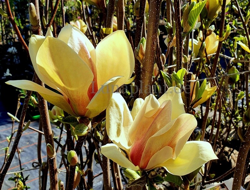 Magnolia 'Sunsation'  - 200/225cm - Leitrieb - freie Stammhöhe 150 cm