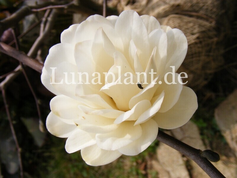 Magnolia xloebneri 'Mag's Pirouette'  - 120/140cm - Stammbusch - blühreif!