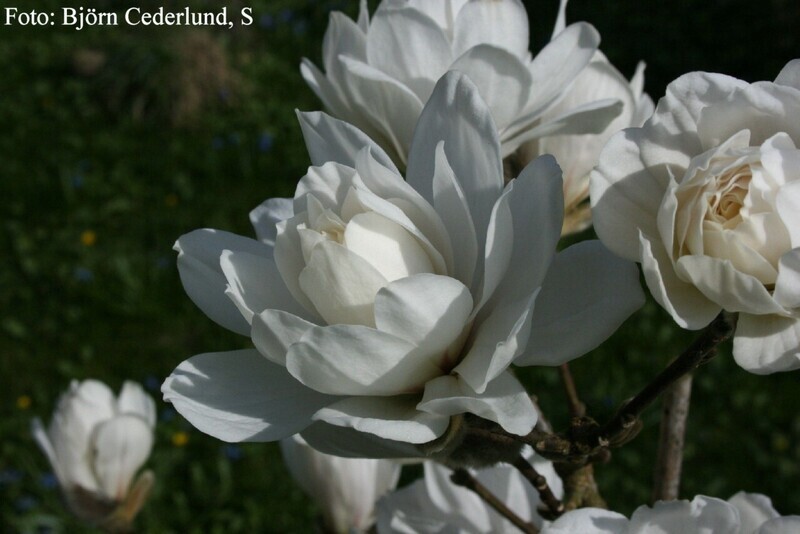 Magnolia 'Wildcat' -  150/175cm - Leittrieb - blühreif
