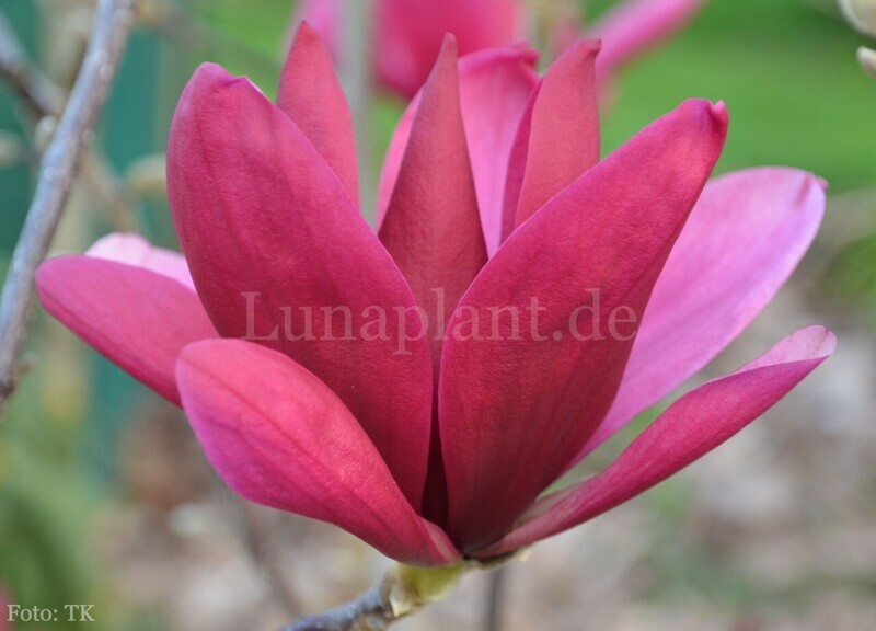 Magnolia 'Burgundy Star' - 100/125cm - Stammbusch, blühreif