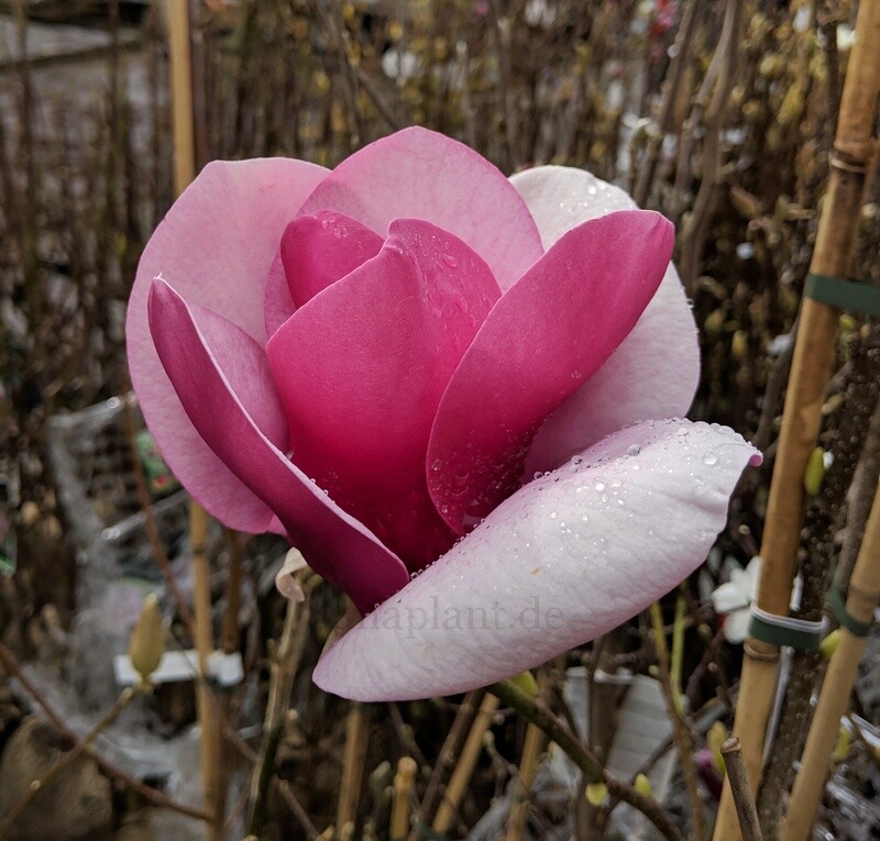 Magnolia 'Cameo' - 100cm - Stammbusch - blühreif
