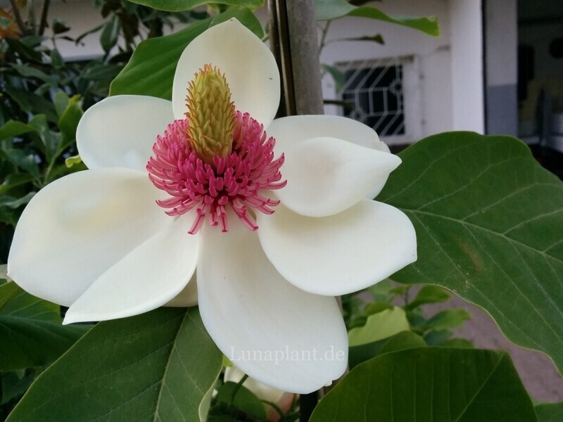 Magnolia xwieseneri 'Charm &amp; Fragrance'  - 130/150cm - Veredlung - Leittrieb - blühreif