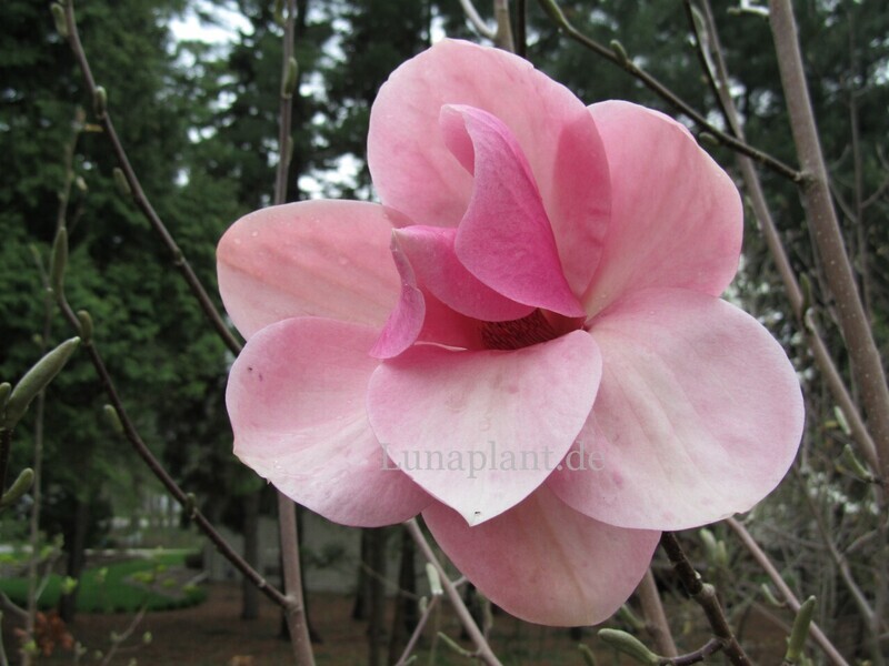 Magnolia 'Cotton Candy' - 50/75cm - Leittrieb