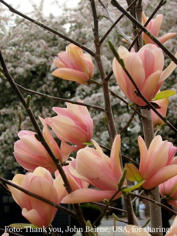 Magnolia 'Coral Lake'  -  Hochstamm - Stammumfang 10/12cm, 300/325cm - Einzelstück, blühreif, NUR ABHOLUNG!