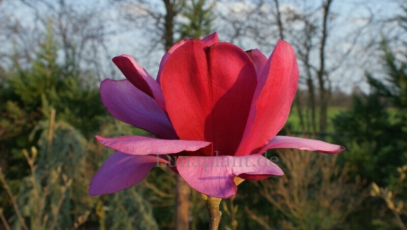 Magnolia 'Emperor' - 160/180 cm- Leittrieb - blühreif