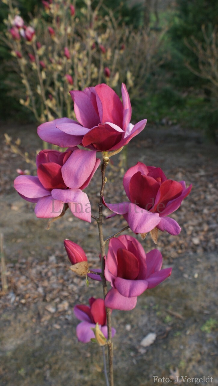 Magnolia 'Emperor' - 120cm - Veredlung - Leittrieb