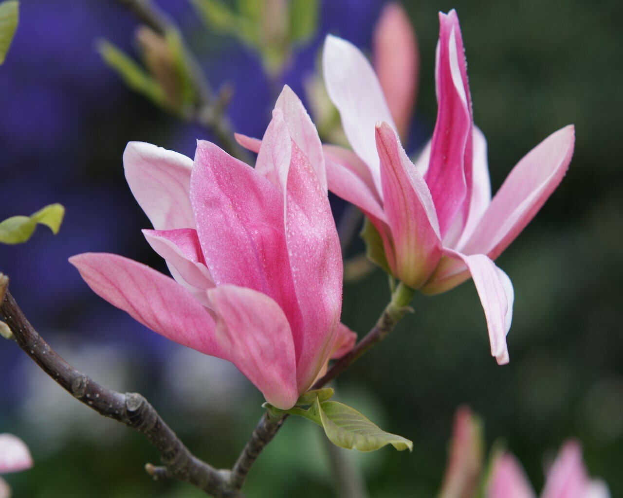 Magnolia 'Daybreak' - 60/80cm - Leittrieb