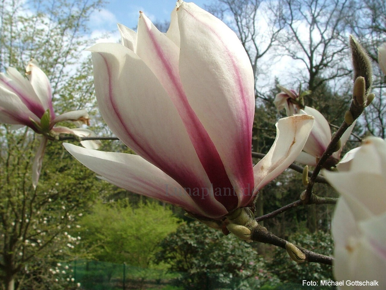 Magnolia 'Eternal Flames' - 140/160cm - Veredlung - Leittrieb