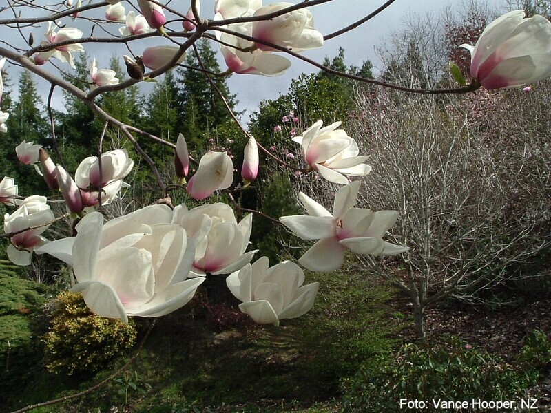 Magnolia 'Fiona' - 50/75cm - Veredlung - Leittrieb