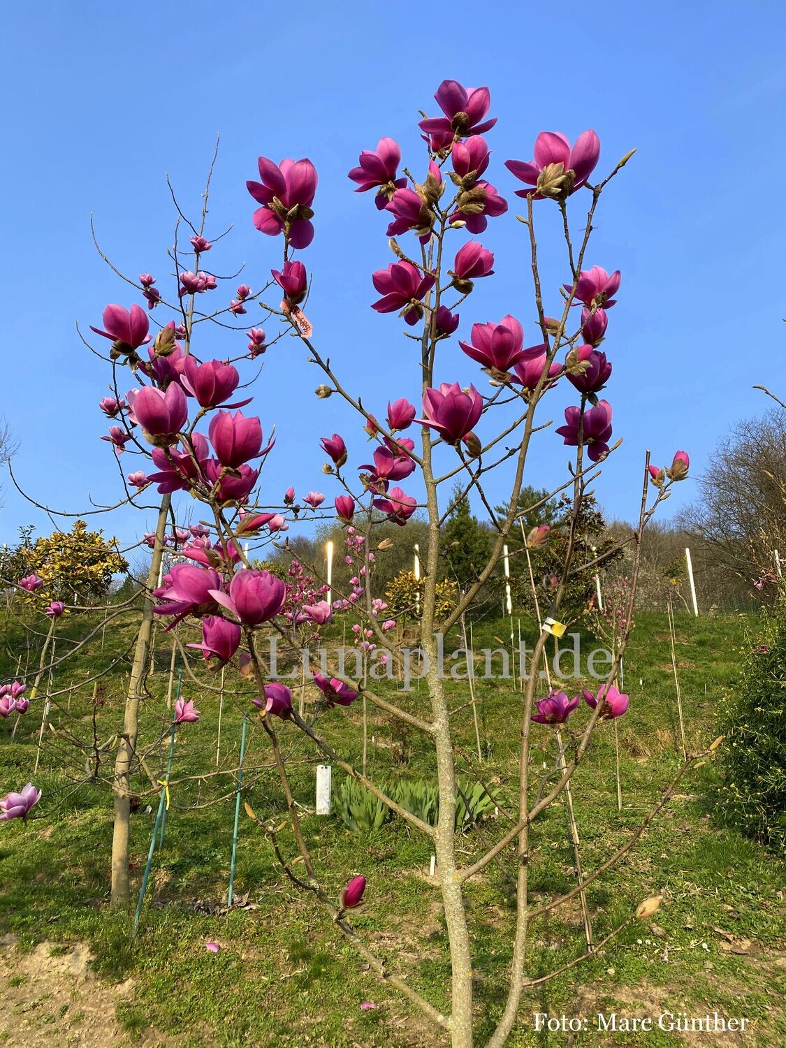 Magnolia 'Freya' - 120/140cm - Veredlung - Leittrieb