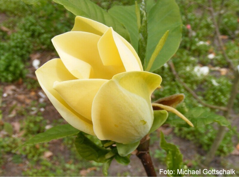 Magnolia 'Golden Joy' -50/75cm - Veredlung - Leittrieb