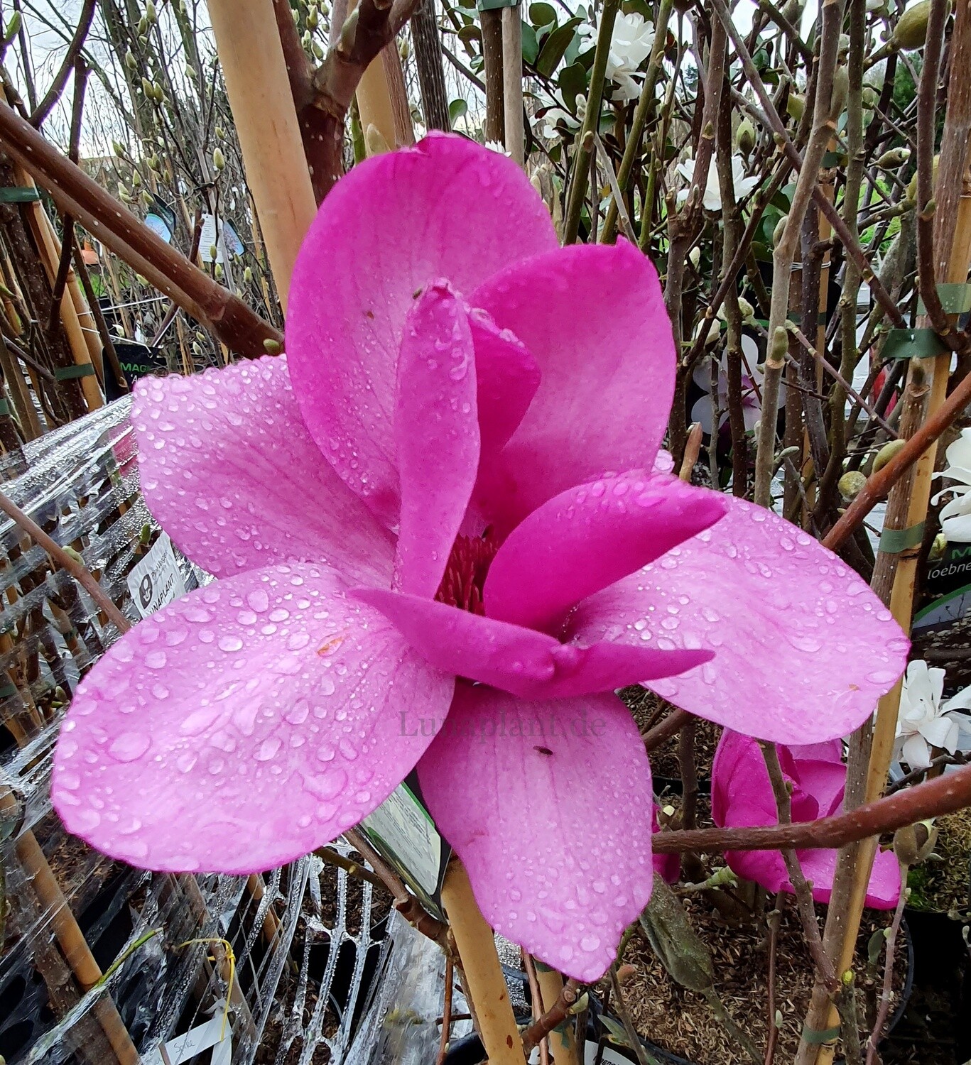 Magnolia 'Livingstone' - 120/140cm - Veredlung - Leittrieb
