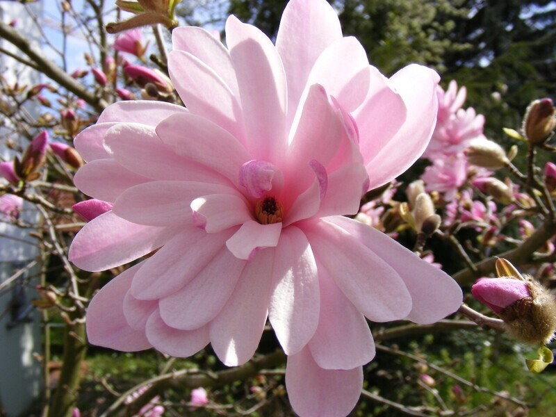 Magnolia stellata 'Jane Platt' - 50/60cm - Veredlung - Leittrieb