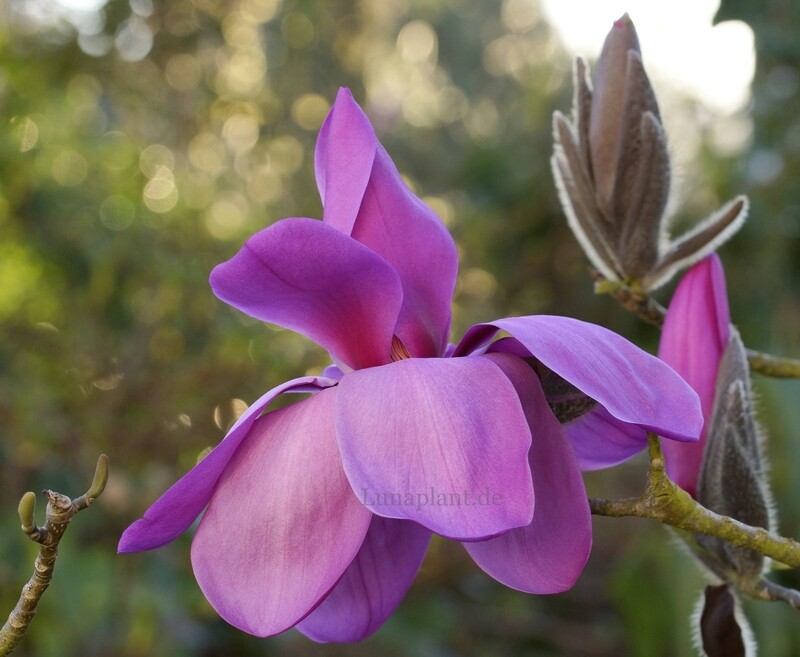 Magnolia 'J.C. Williams' - 50/75cm - Veredlung - Leittrieb
