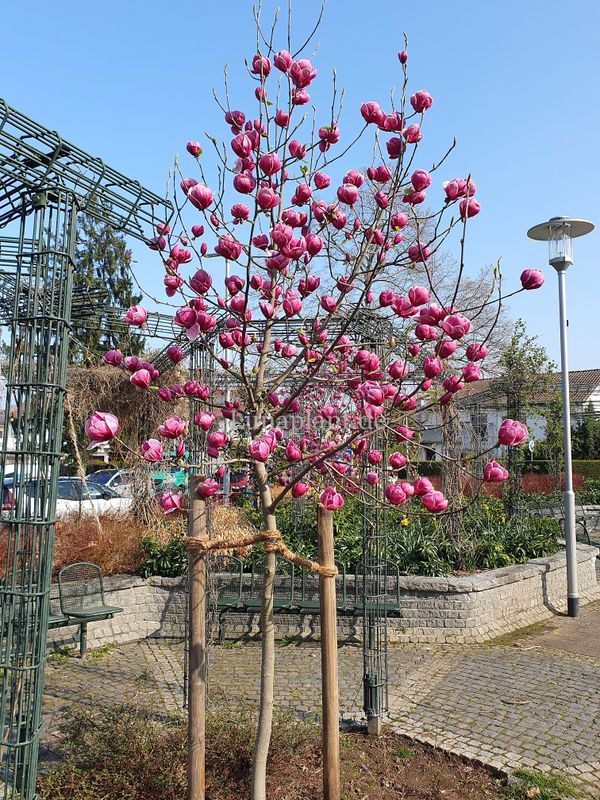 Magnolia 'Krifteler Frühling' in Vollblüte. Bei Lunaplant.de bundesweit versandkostenfrei.