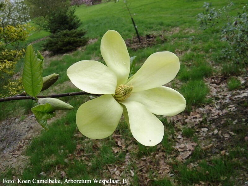 Magnolia 'Lemon Star' -  50/75cm - Veredlung - Leittrieb