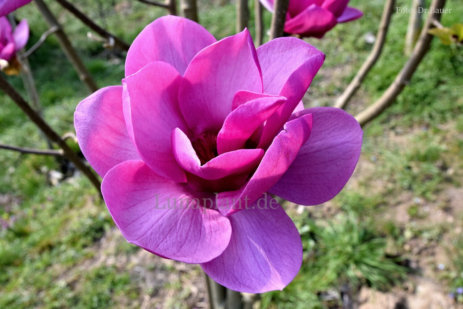 Magnolia 'Livia' - 60/80cm - Veredlung - Leittrieb