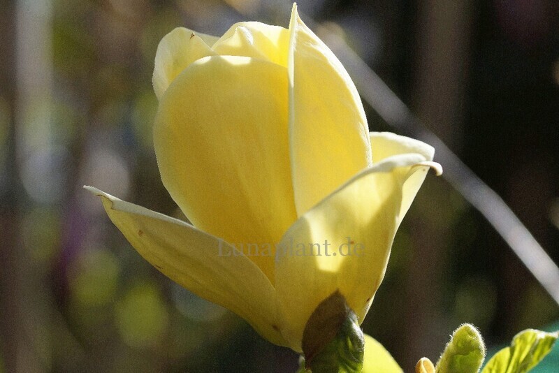 Magnolia 'Lois' -  140/160cm -Stammbusch - blühreif