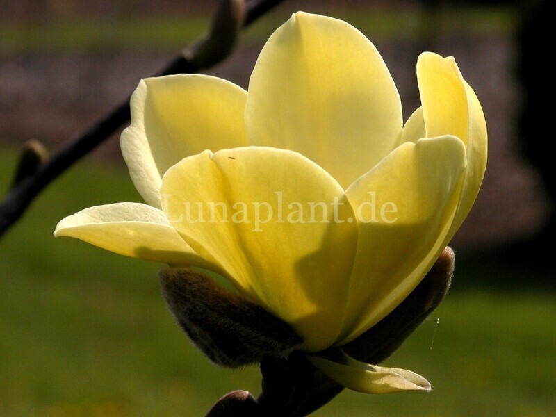 Magnolia 'Maxine Merrill' -  150cm - Veredlung - Leittrieb - blühreif