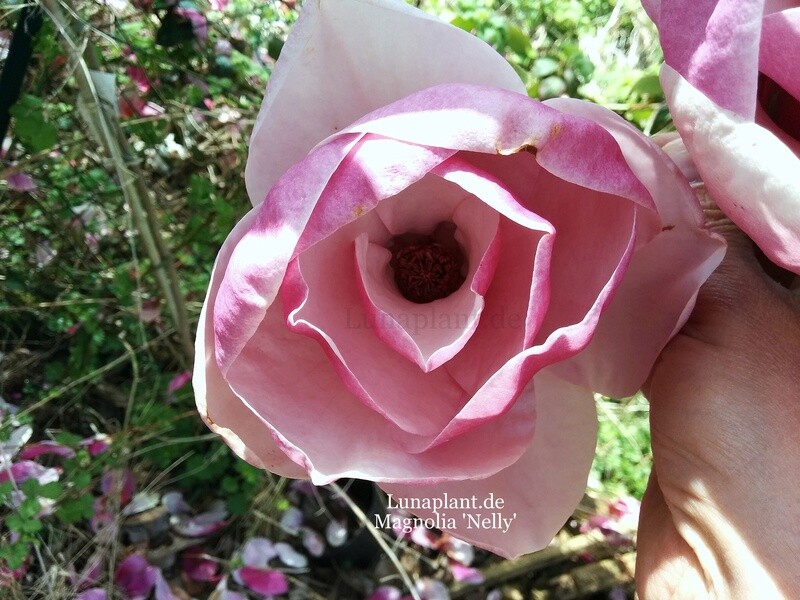 Magnolia 'Nelly' -  200/225cm - Leittrieb - freie Stammhöhe 140cm - blühreif- Einzelstück!