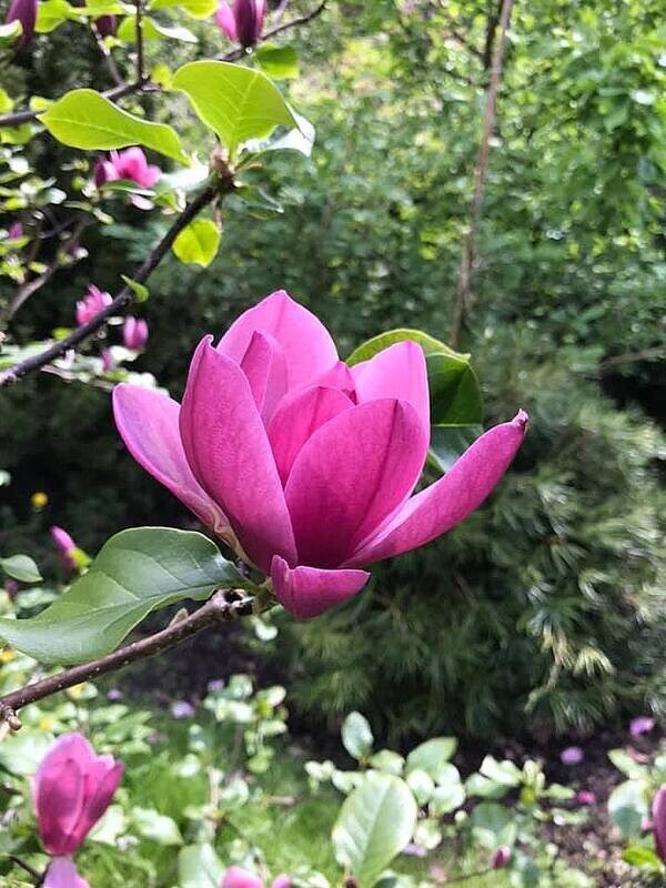 Magnolia 'Olav Kalleberg' - 60/80cm -  Veredlung - Leittrieb