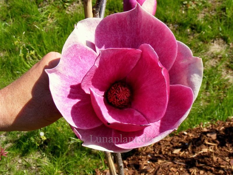Magnolia 'Miss Marble' - 220/240cm - Leittrieb - blühreif - Einzelstück