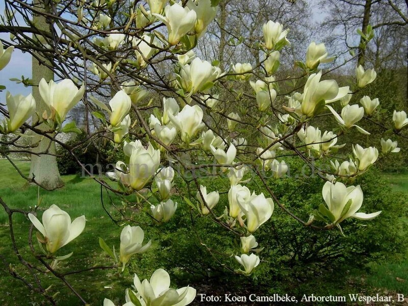 Magnolia 'Petit Chicon' - 160/180cm - Leittrieb - blühreif