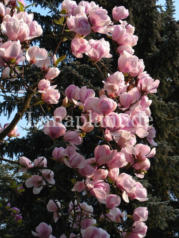 Magnolia 'Pickard's Sundew' - 200cm+  - Leittrieb - blühreif