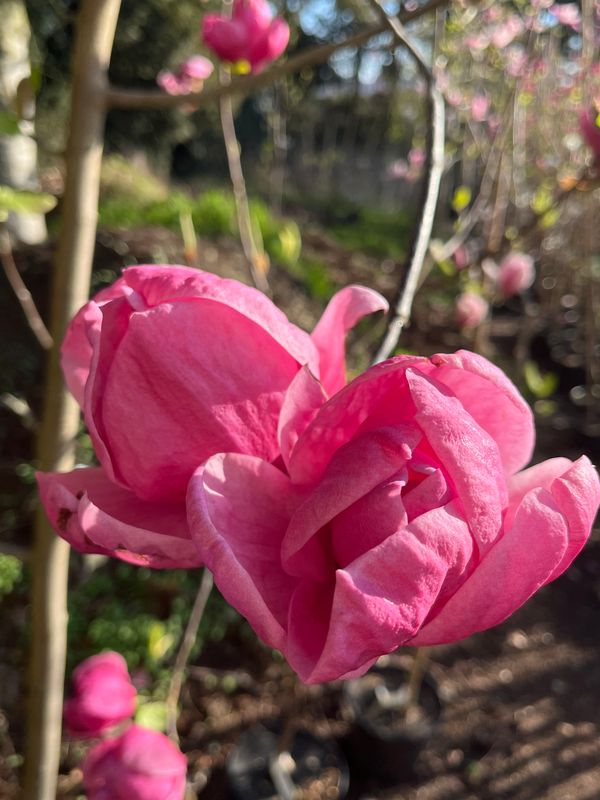 Magnolia 'Romance'  -  60/80cm - Veredlung - Leittrieb