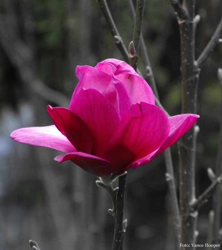 Magnolia 'Pink Pyramid' -140/160 cm - Veredlung - Leittrieb - blühreif