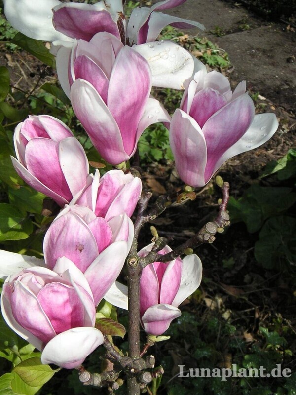 Magnolia 'Satisfaction' -  100/125cm - Veredlung - Leittrieb - blühreif