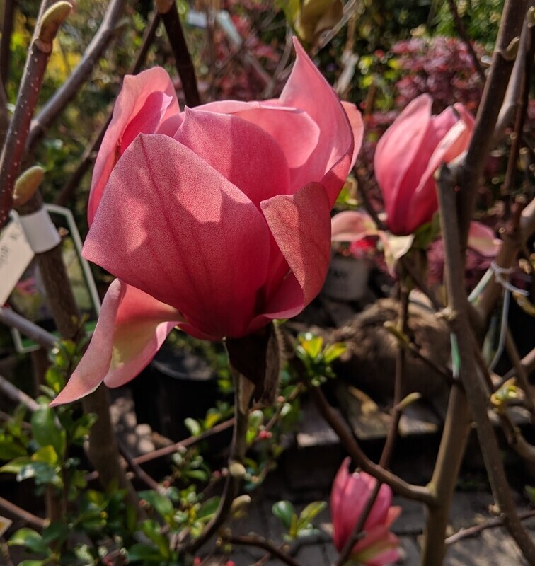 Magnolia 'Royal Splendor' - 160cm - Leittrieb - blühreif