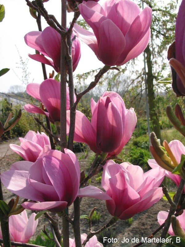 Magnolia 'Serene'   - 140/160cm - Leittrieb - freie Stammhöhe 80cm - blühreif