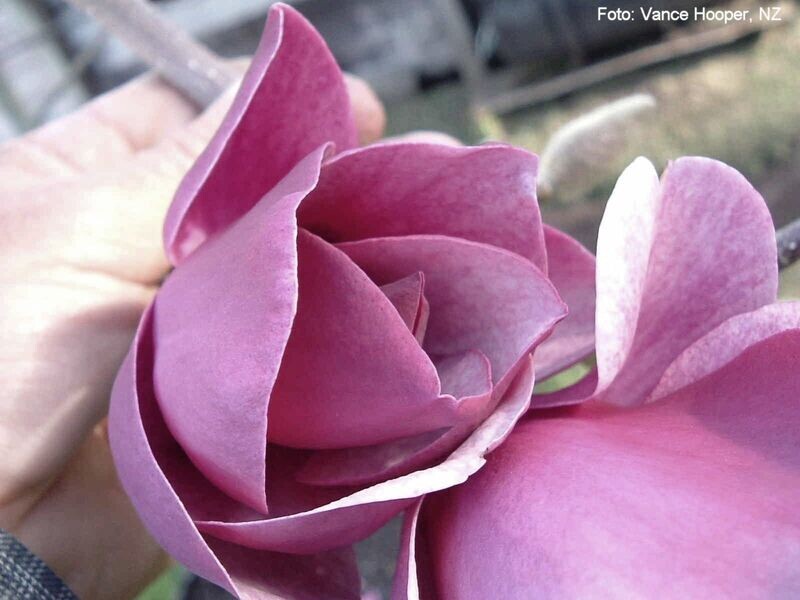 Magnolia 'Sweet Rose' -   280cm - freier Stamm 160cm - blühreif - Einzelstück!