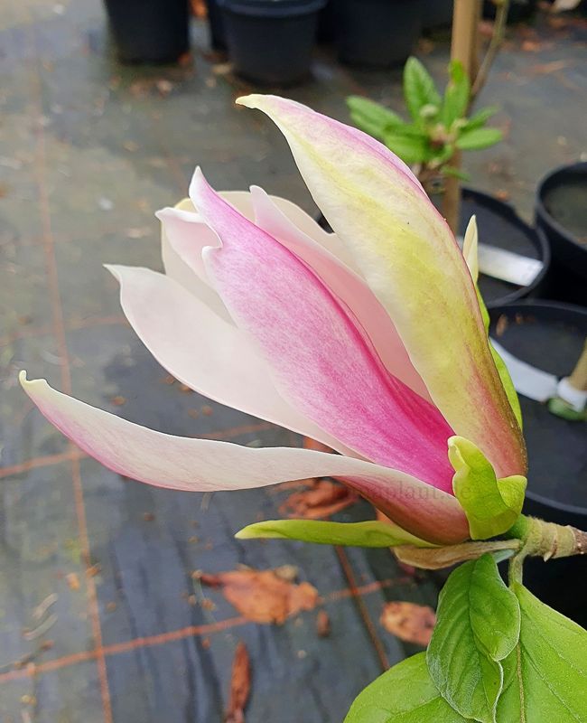 Magnolia 'Toro' - 250cm - Leittrieb - blühreif - Einzelstück!