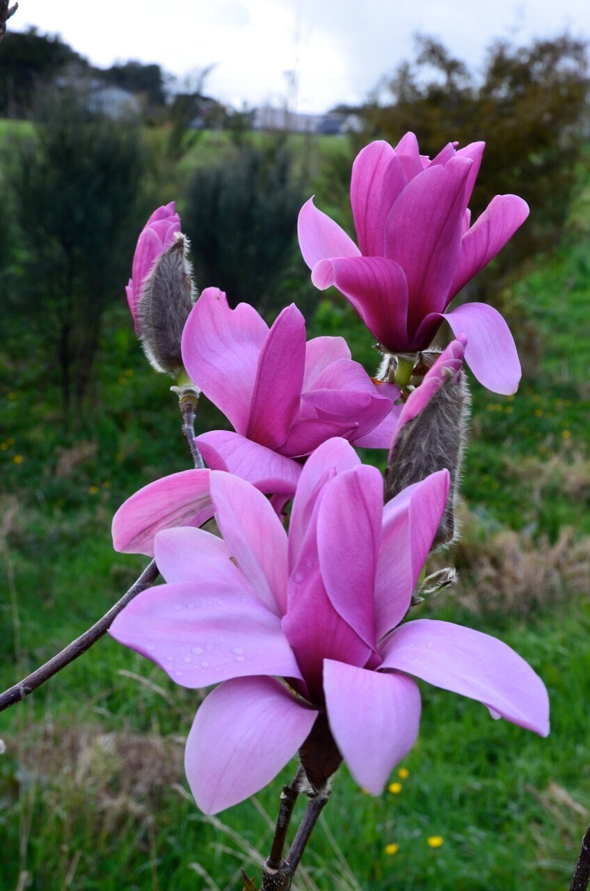 Magnolia 'Ula' - 140cm - Veredlung - Leittrieb - Einzelstück