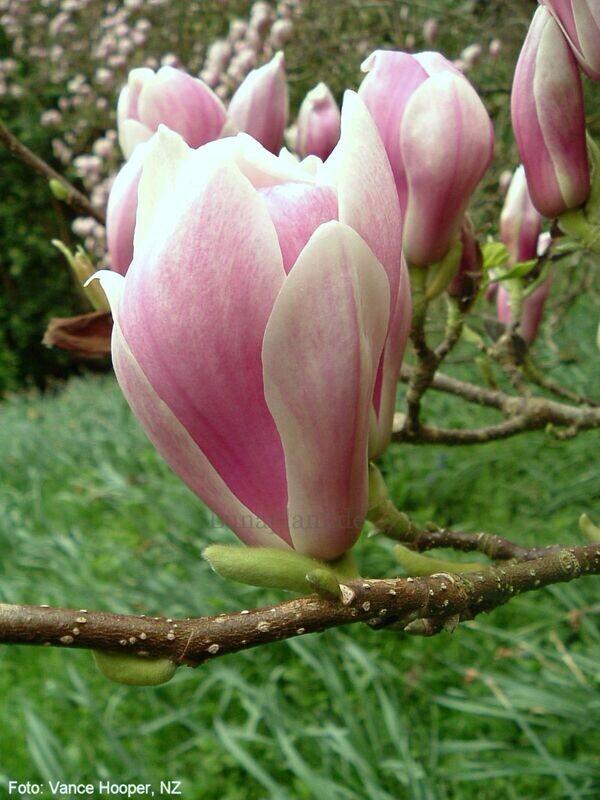 Magnolia 'Verbanica' - 130/150cm - Veredlung - Leittrieb