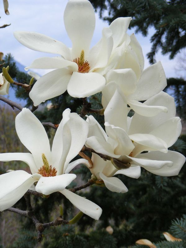 Magnolia denudata 'Wada's Japanese Clone'  - 50/75cm - Leittrieb - Einzelstück!