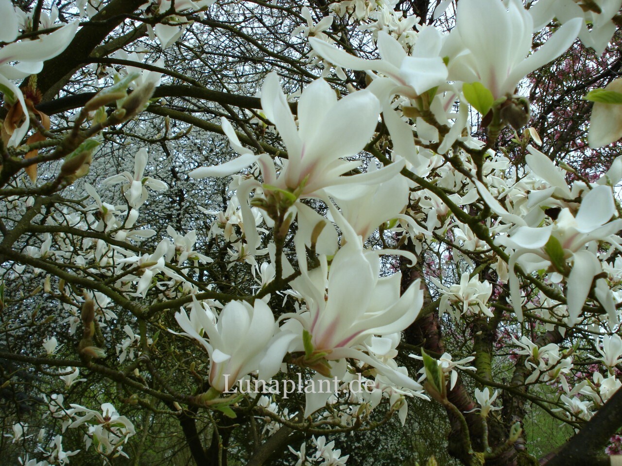 Magnolia zenii - 100cm - Veredlung - Leittrieb