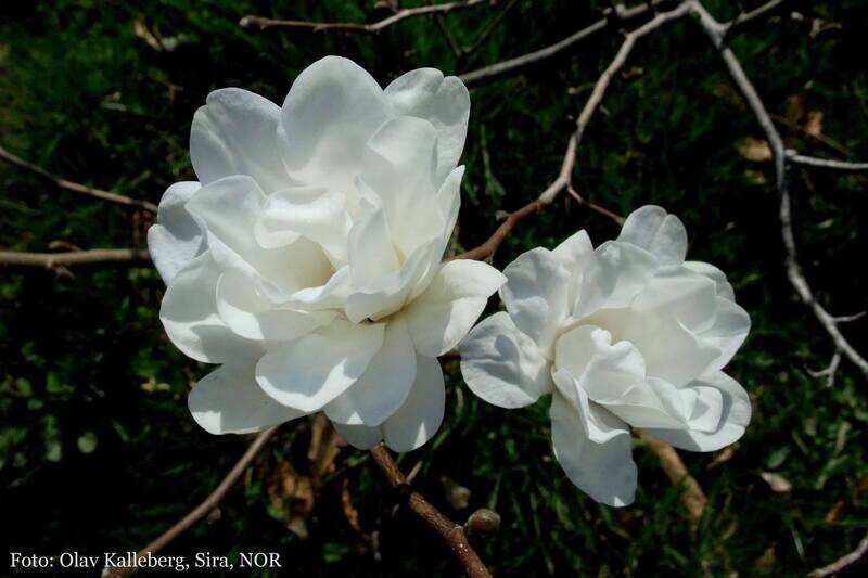 Magnolia 'White Rose' - 60/80 cm - Veredlung - Leittrieb