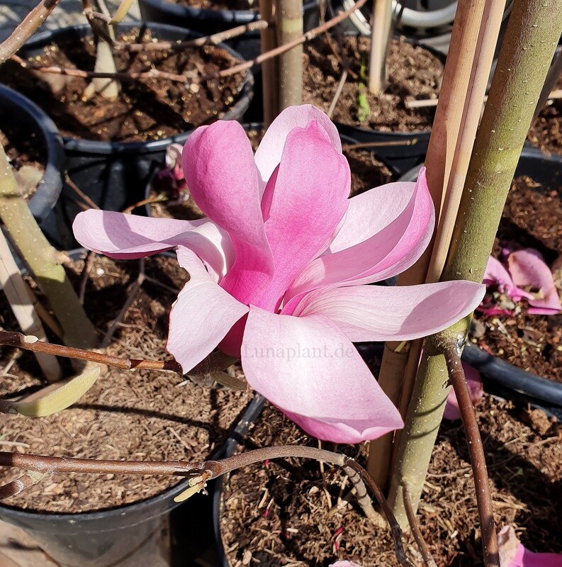 Magnolia 'Yaeko' - 200/225cm - Leittrieb - freie Stammhöhe 140cm - blühreif - Einzelstück
