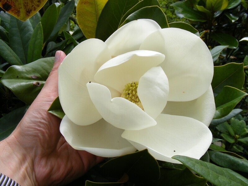Magnolia grandiflora 'Francois Treyve' -  140/160cm - Stammbusch, solitär