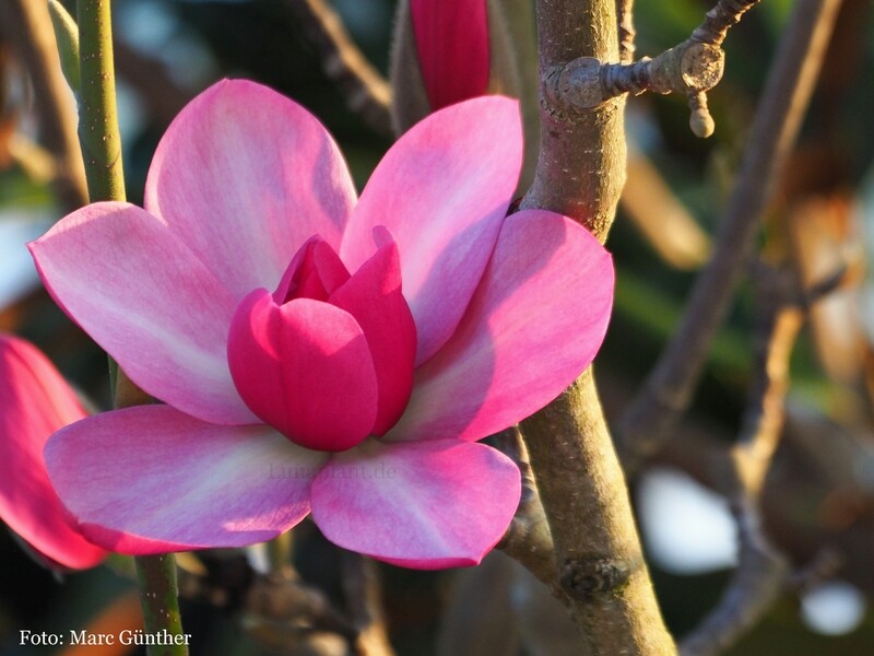 Magnolia 'Aurora' - 100/125 cm - Veredlung - Leittrieb - nur 2x!