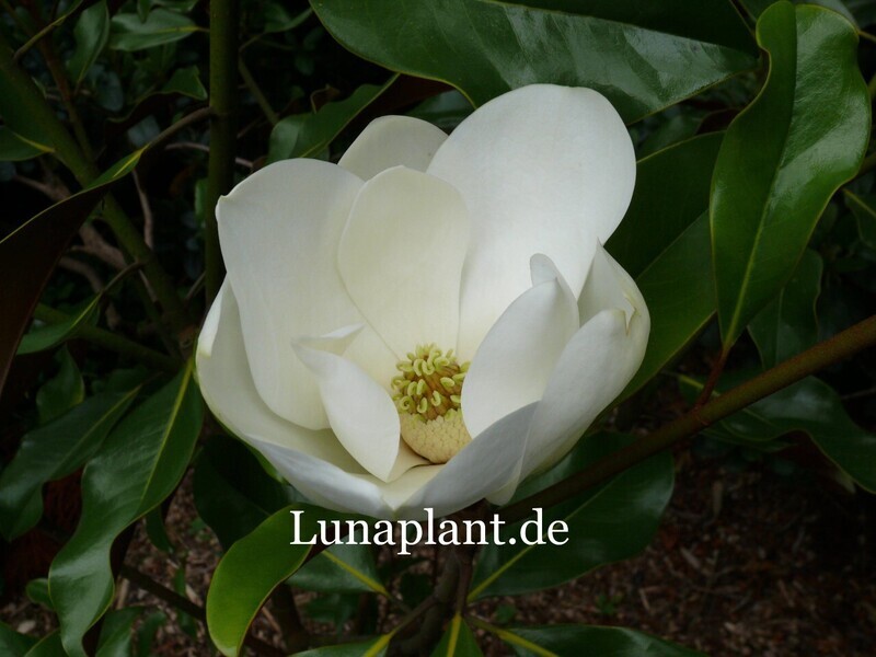 Magnolia grandiflora 'Brackens Brown Beauty' - 100cm+ - Stammbusch, extra kräftig