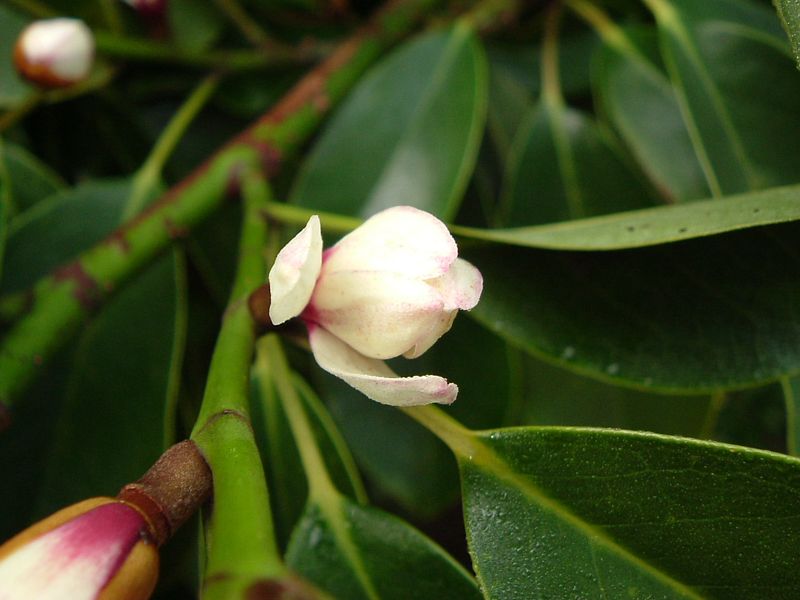 Magnolia compressa - 125cm - Leittrieb