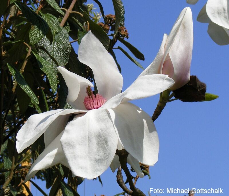 Magnolia 'Albatross' -  160/180 cm - Leittrieb - Einzelstück