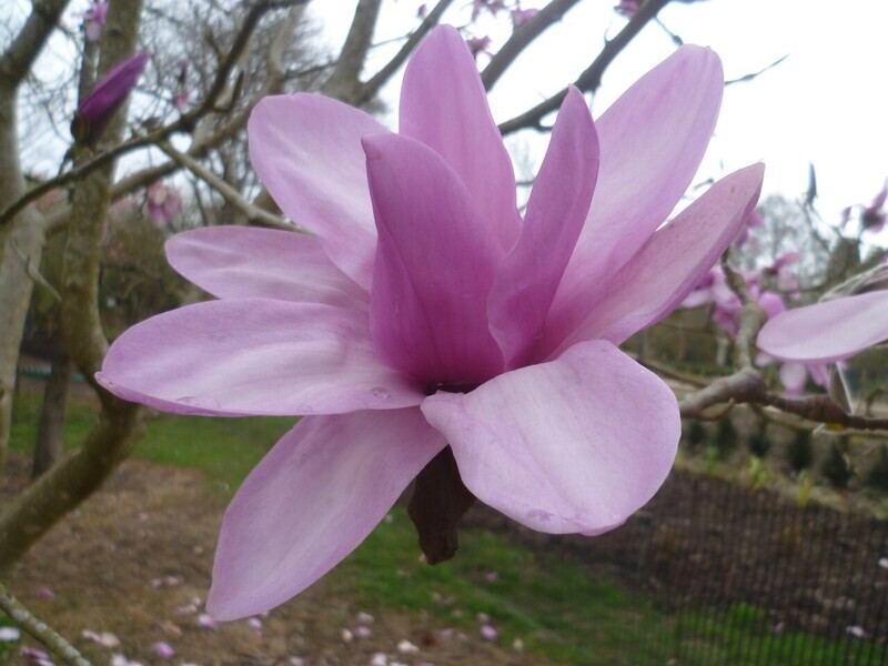 Magnolia 'Apollo' -  200cm - blühreif - Leittrieb - Einzelstück